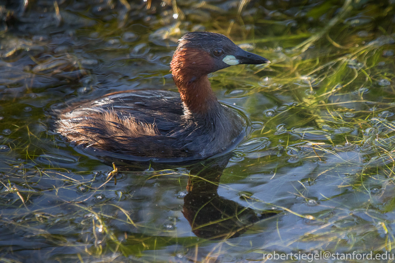 grebe